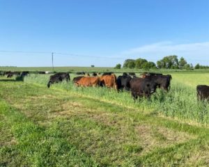 Ross and Cassie Kurash cattle