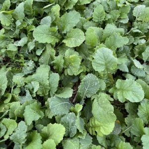 Veggie cover crop on Roger Harrington farm