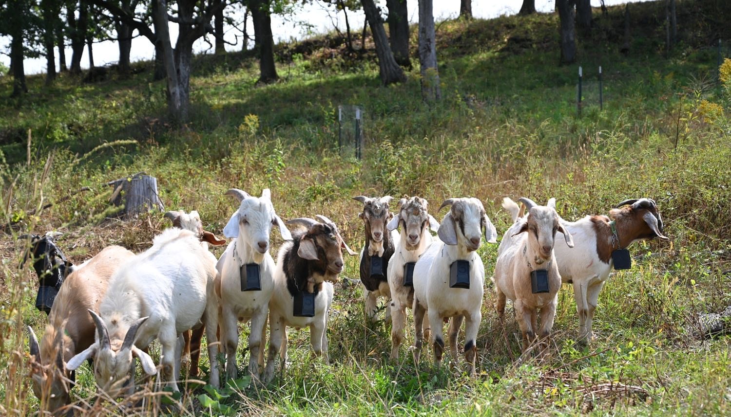 Balancing Farm Dreams With Family Needs - Practical Farmers of Iowa