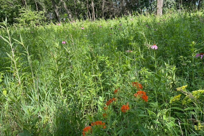 Precision Conservation Analysis: The Benefits of Habitat