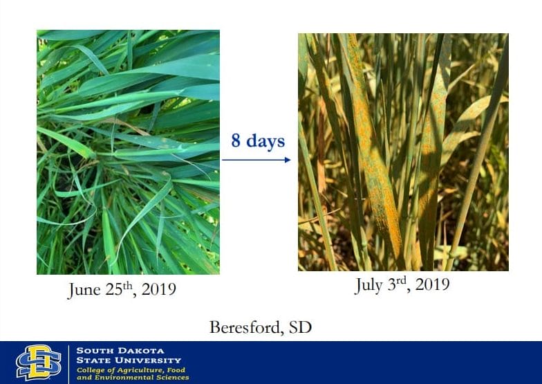 Crown rust comparison results of an SDSU oat variety trial with consideration of fungicide impact. Photo on the left is close-up of green oats on June 25, 2019 and photo on right is close-up of rust-colored fungicide growing on oats eight days later. 
