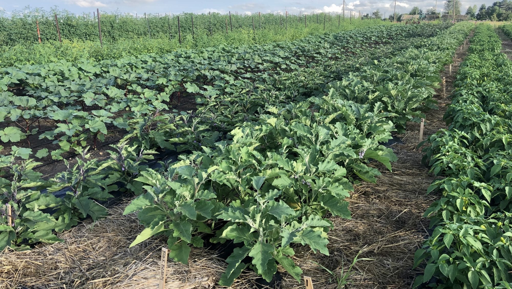 Photo of BSG eggplant fertilization trial experiment plots at Root to Rise Farm in early August.