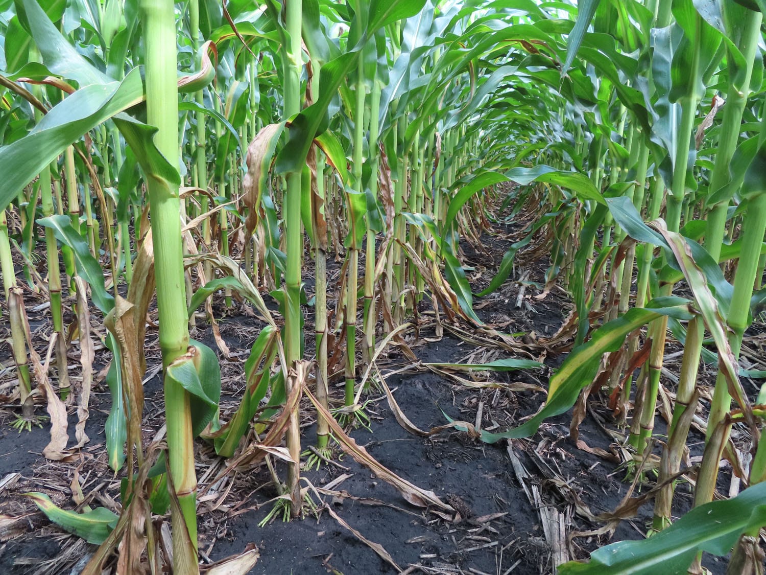 Close up image of the base of corn stalks in a field with signs of nitrogen deficiency in Keaton Krueger’s trial.