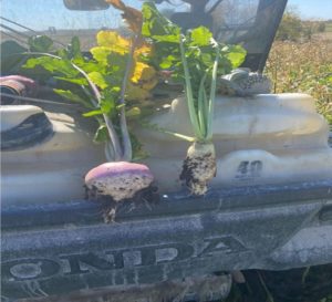 Kevin Prevo plants turnips and radishes as part of his cover crops