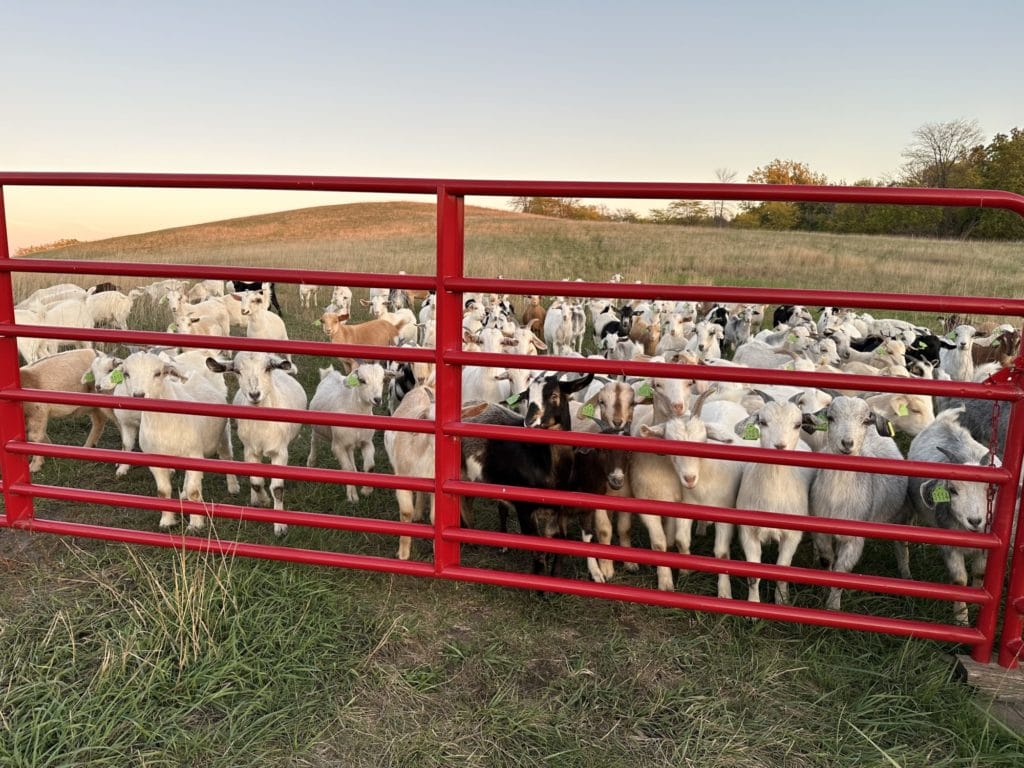 Adam Ledvina's goats fall 2023