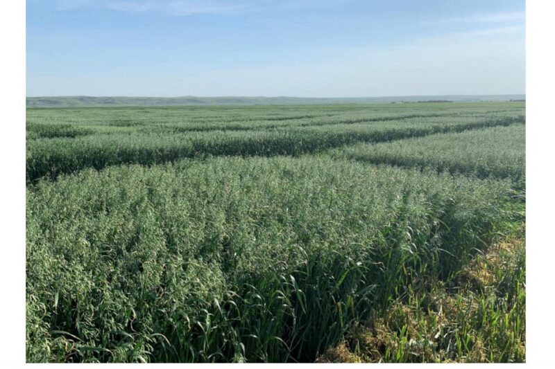 Improving Resilience and Profitability Through Oat Breeding