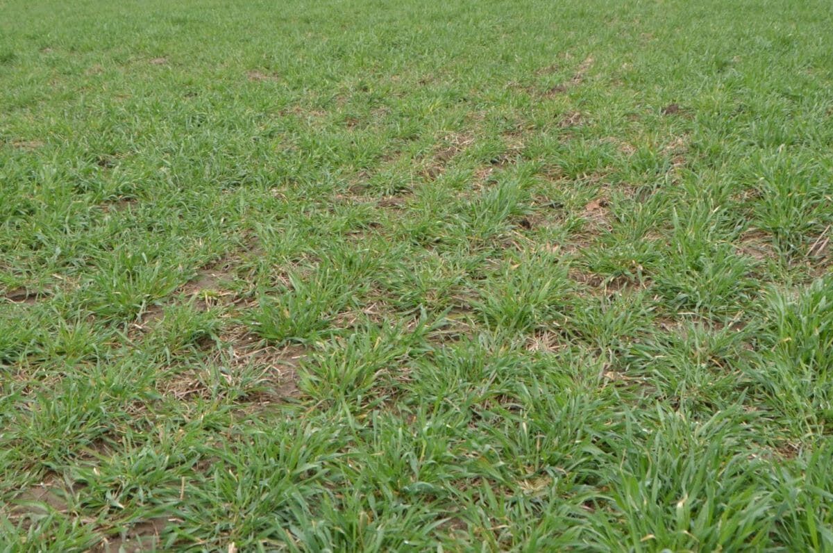 Adding Forage Substance to Sparse Spring Cereal Rye Stands