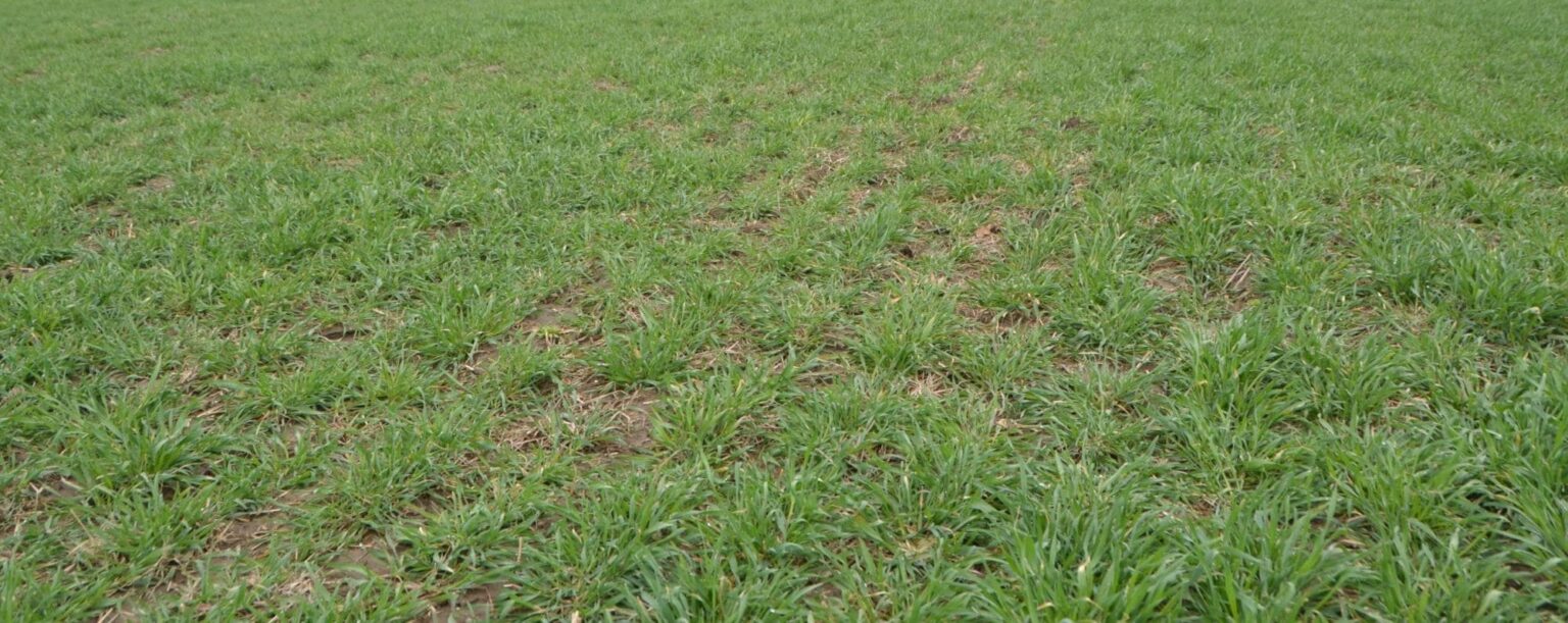 Adding Forage Substance to Sparse Spring Cereal Rye Stands