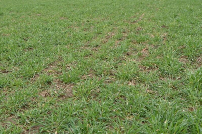 Adding Forage Substance to Sparse Spring Cereal Rye Stands