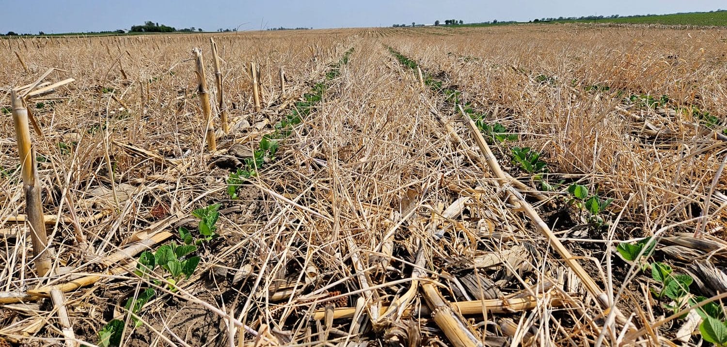 Keaton terminated cereal rye cover crop mat for soybeans