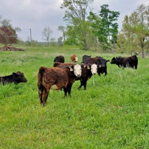 Keniston cattle grazing grazing cost share