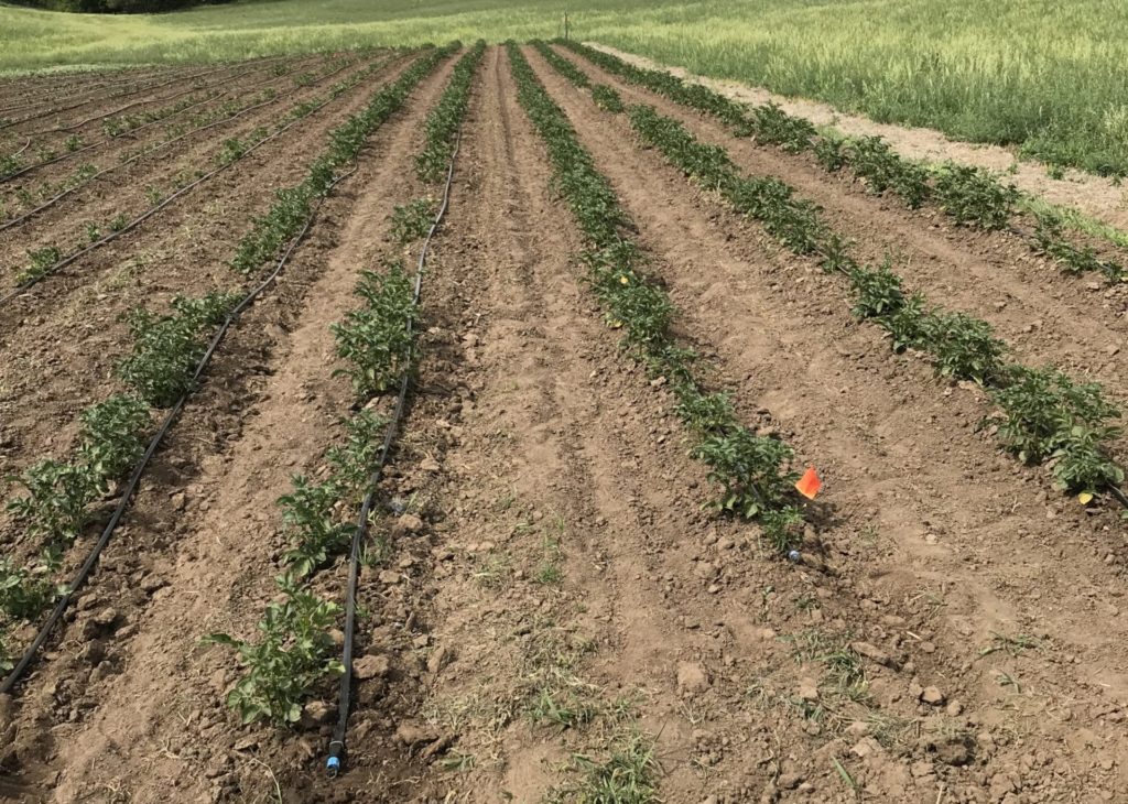 TroxelPotatoes05312023