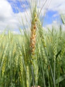 CropProtectionNetwork.org Fusarium head blight