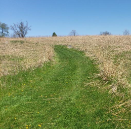 Firebreaks within a prairie make beautiful walking paths (1)