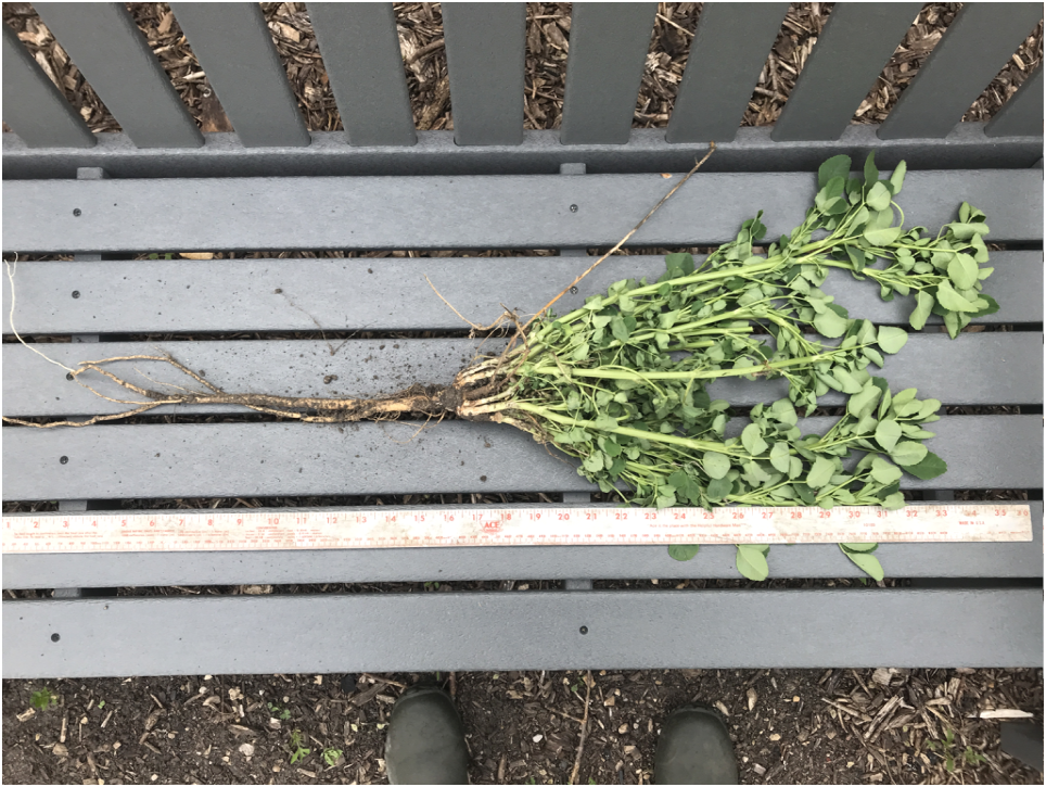 SweetCloverPlantMay17