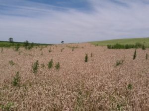 Weeds in wheat at Wade Dooley's