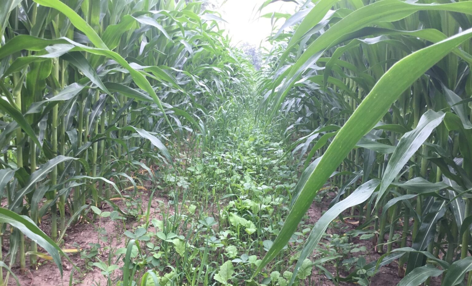 Observations from a Trial Season of 60-inch Row Corn
