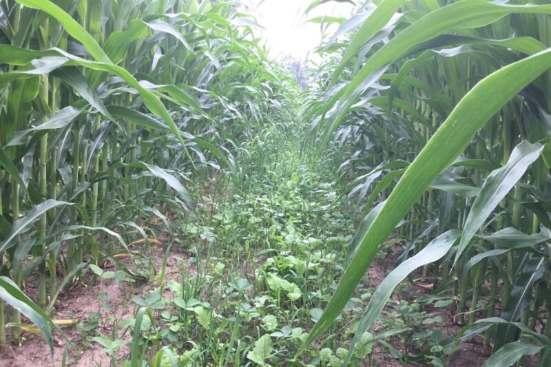 Observations from a Trial Season of 60-inch Row Corn