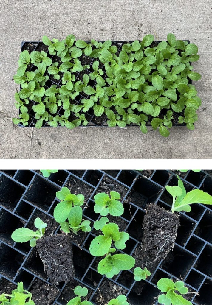 Brassica 22