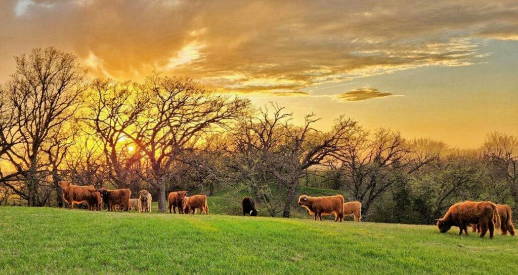 12 Lance Brisbois with Mud Ridge Ranch cattle at HNC
