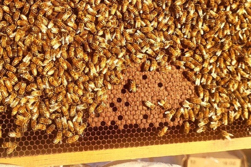 Oh, for a Bee's Experience