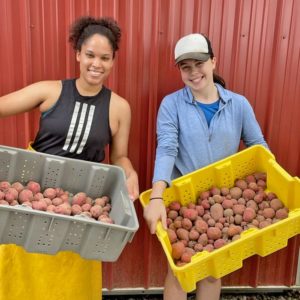 Potato harvest GeorgiaConrad(left)HaileyFrank(right) square