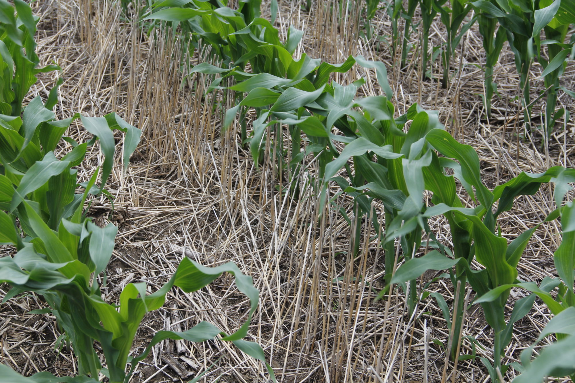 Sirien Field Day (corn and rye straw)