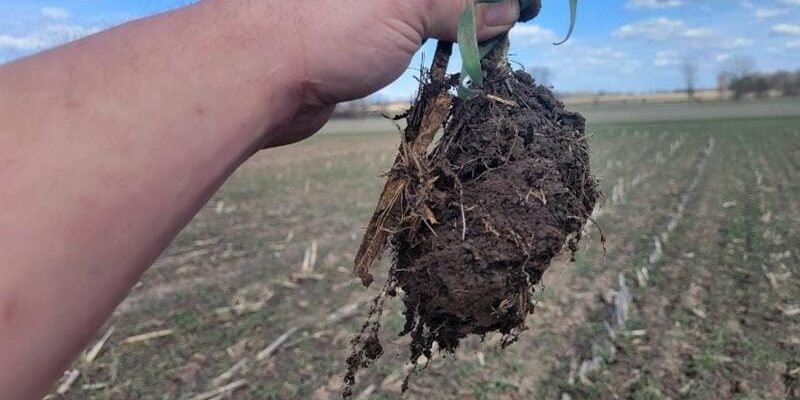 Josh Hiemstra oat radish clover cover crop mix following winter wheat