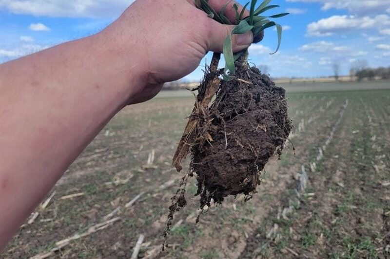 Unlocking the Potential of the Soil: Boosting Forage Nutrition With Extended Rotations