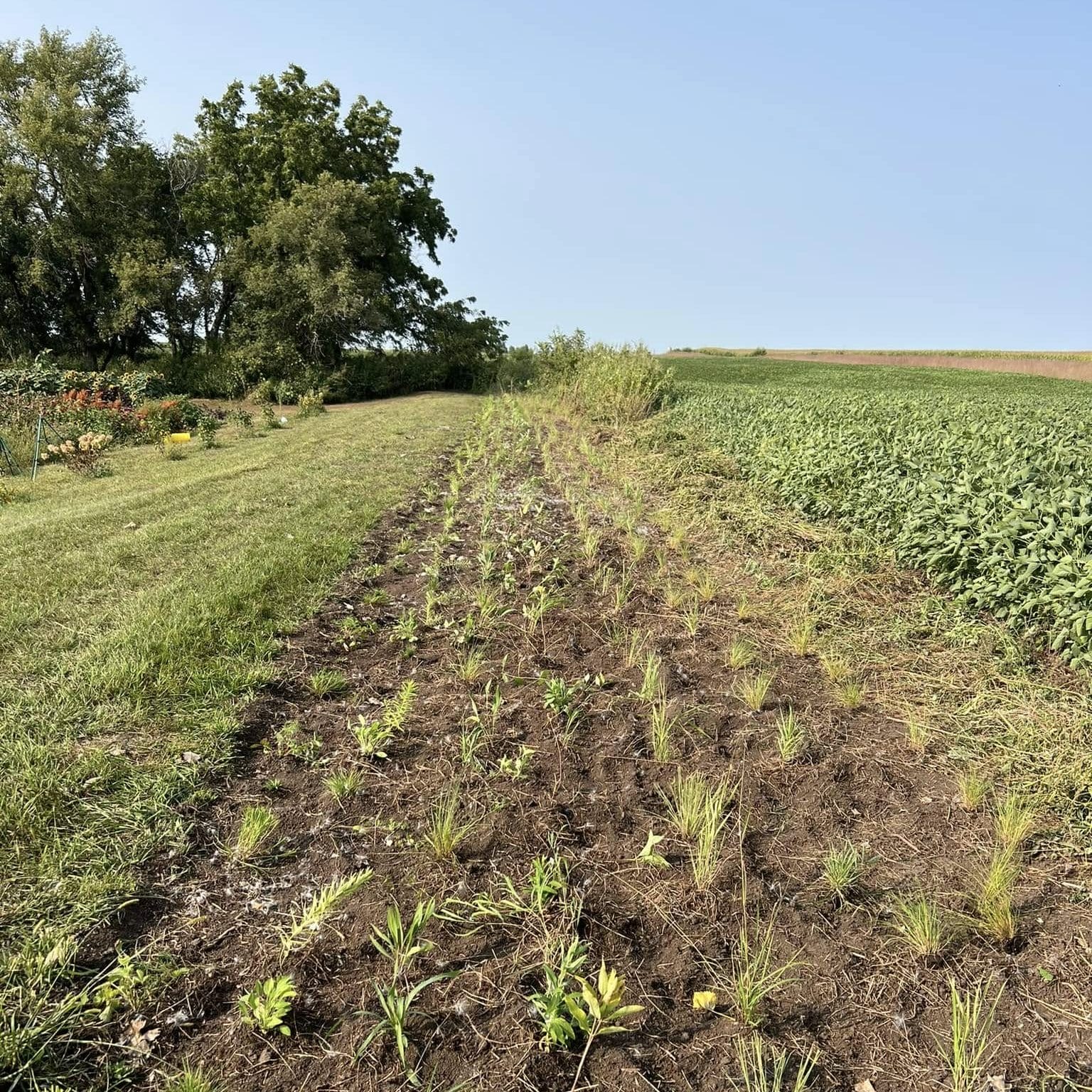 Freshly planted pollinator plugs at Engelbrecht Farm