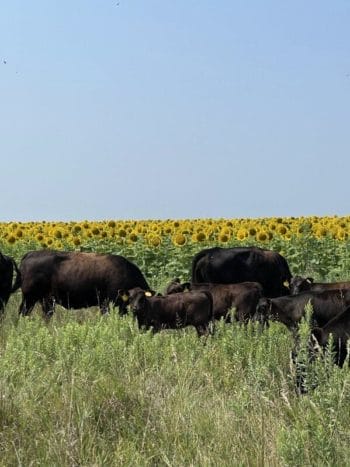 Grass Fed Cattle Herd in Front of Sunflower Crop