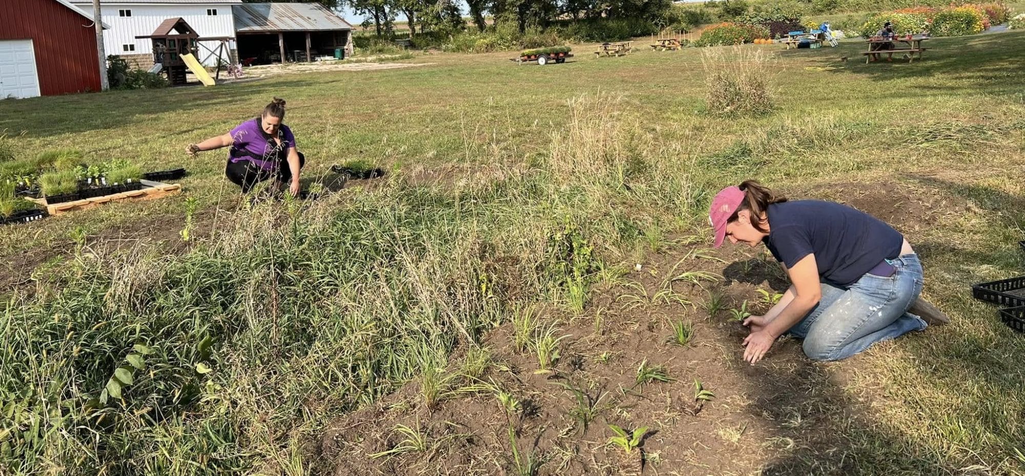With over 2000 plugs to establish pollinator habitat, Tricia had enough to create a secondary strip with the help of a friend and her sister in law.