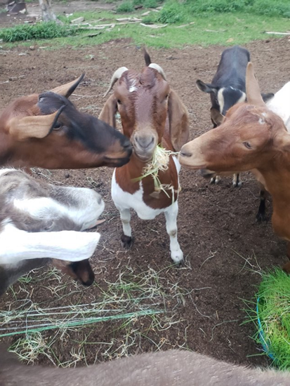 GoatsEatingSprouts
