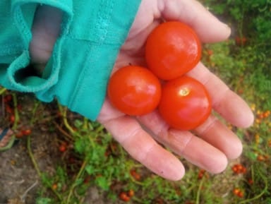 TomatoesSeed