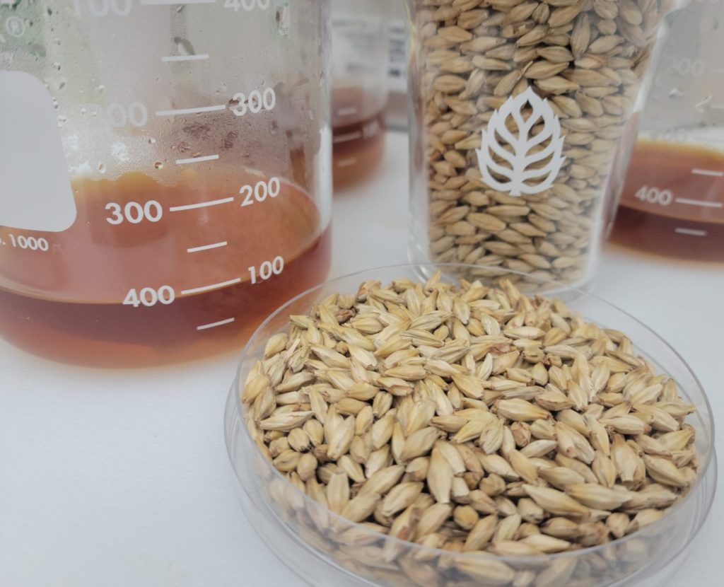 Vertical Malt grain petri dish