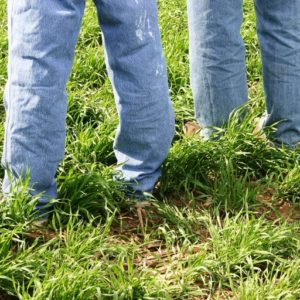 Virtual Cover Crop Workshop