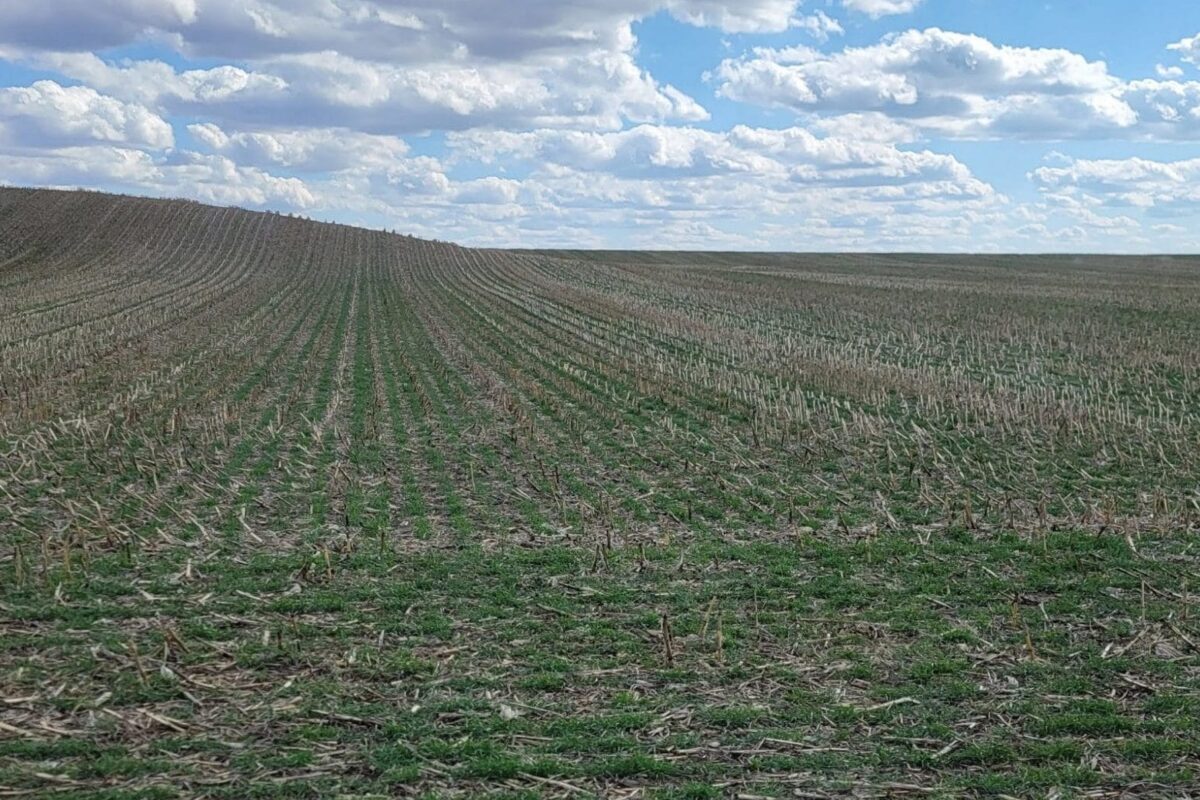 Interseeding Cover Crops to Corn in Early Summer