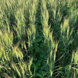 Cover Crops on Cyclone Farms