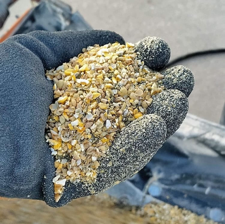 Earl Canfield grains in hand