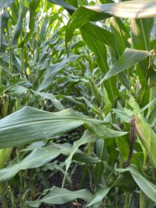 Late Season Organic Corn