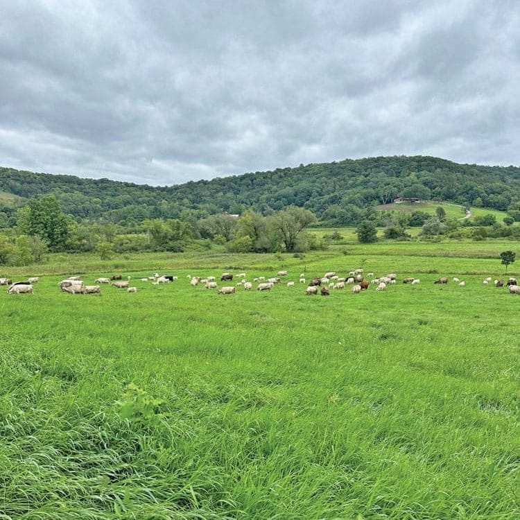 Michael Dolan Cattle