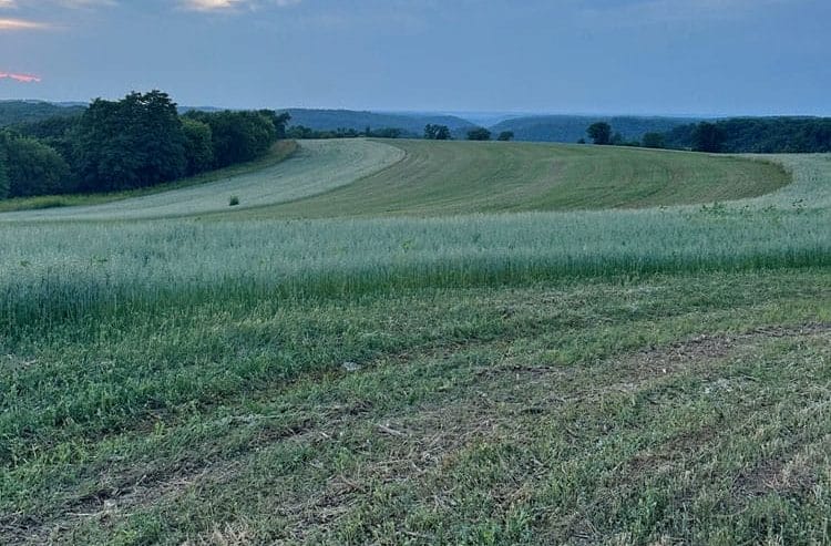 Michael Dolan oat harvest