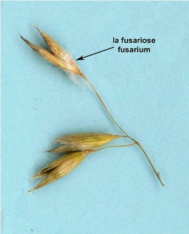 Oat panicle infected with fusarium