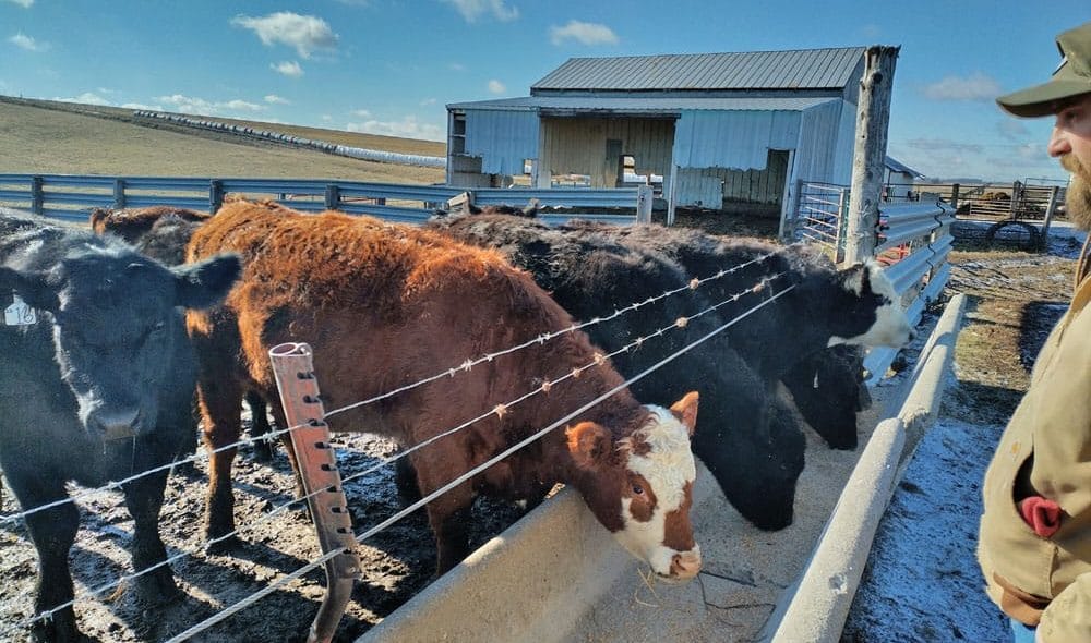 Ryan Wallace cows eating grain