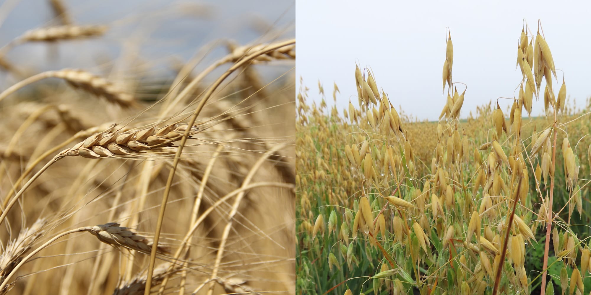 Oat versus wheat panicle