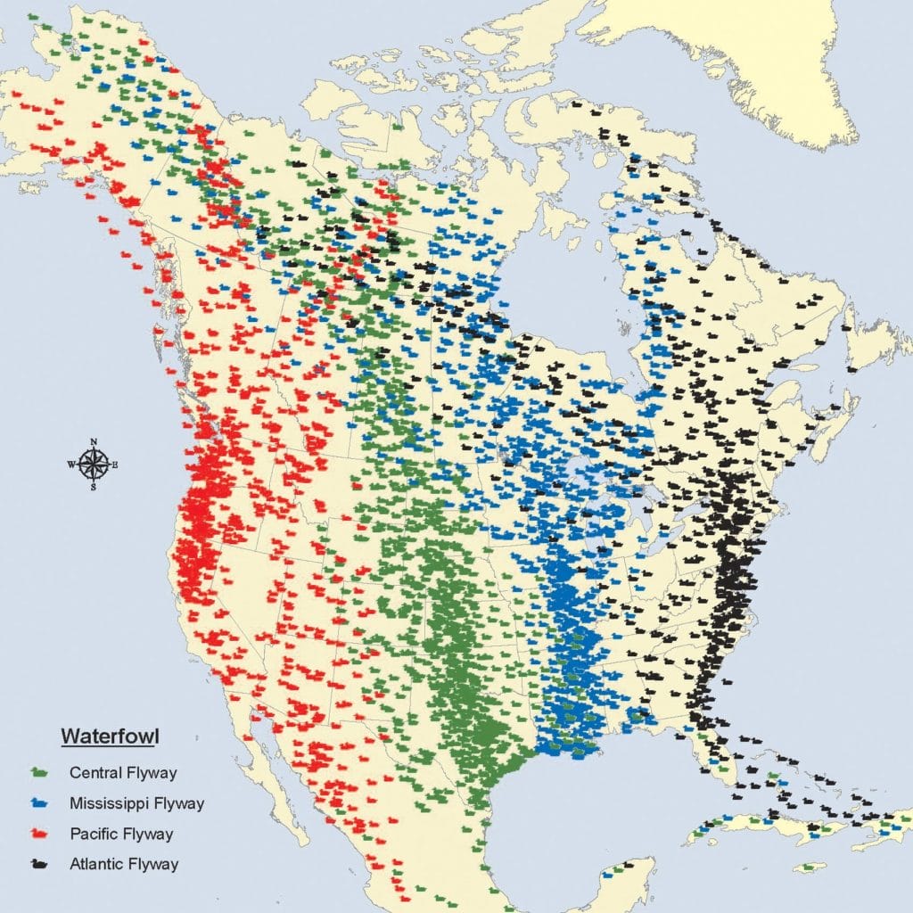 Usfws migratory bird flyways north america