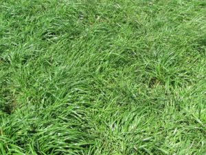 Annual Rye