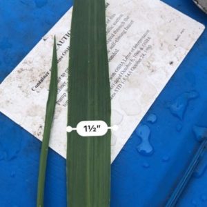 Forage Oats