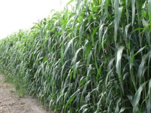 Forage Sorghum