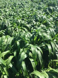 Pearl Millet